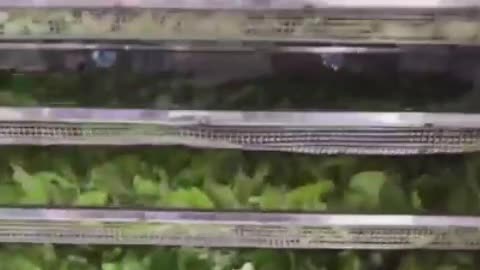 The food dryer
