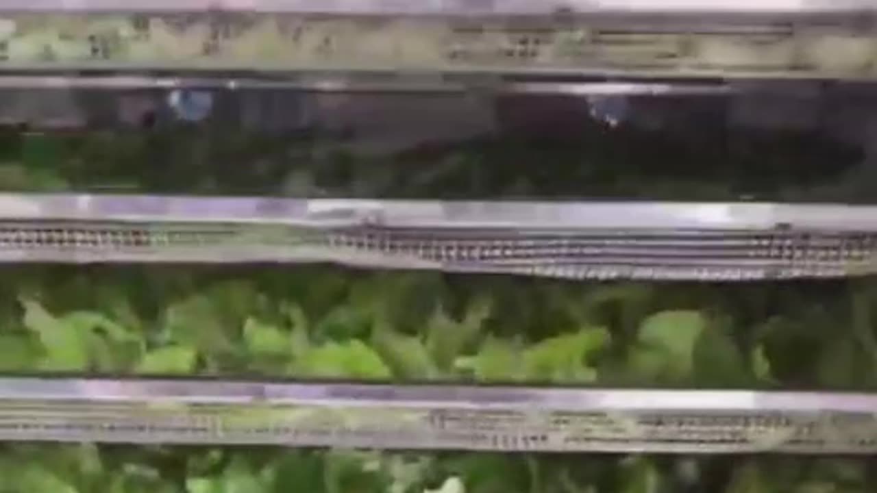 The food dryer
