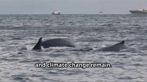 Humpback Whales A Conservation Success,