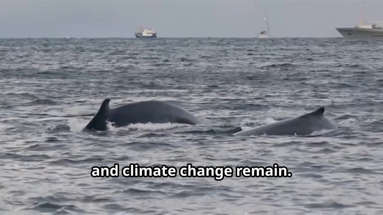 Humpback Whales A Conservation Success,