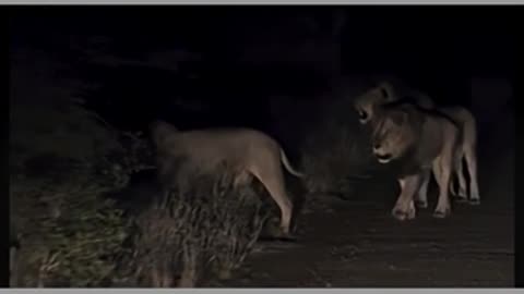 Funny animal's