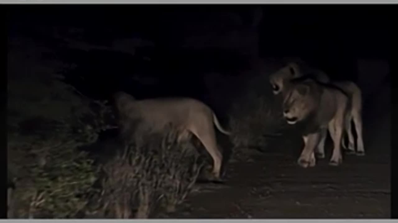 Funny animal's