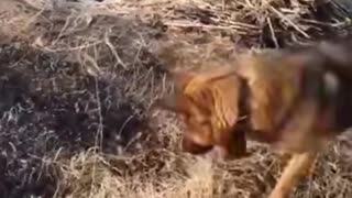 hero dog puts out fire