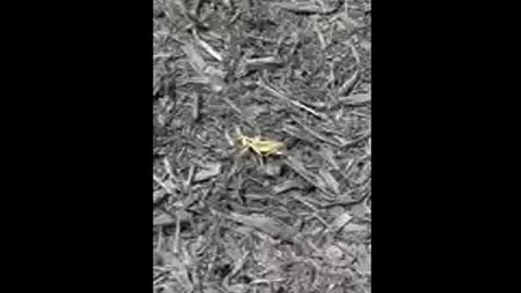Grasshopper video