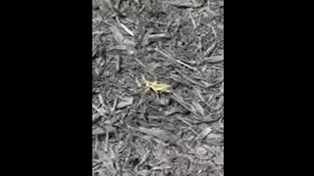 Grasshopper video