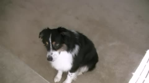 Dogs doing Tricks