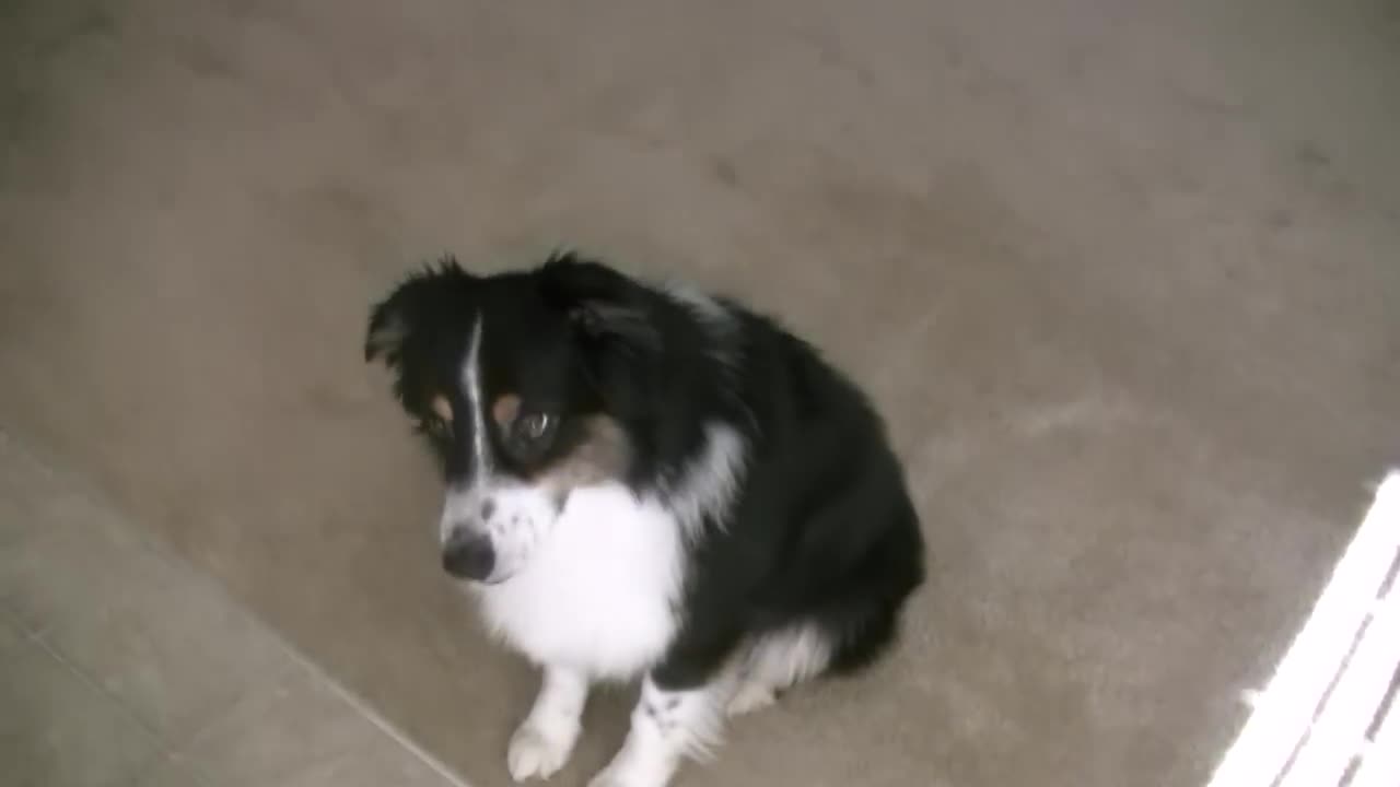 Dogs doing Tricks