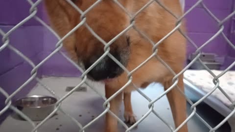 Khaleesi 7y Pet Id 918814 kennel 8 HSSAZ shelter haven't spent time with her in ~3 years2025919108