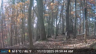 The Woods – 11/12/2025