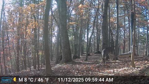 The Woods – 11/12/2025