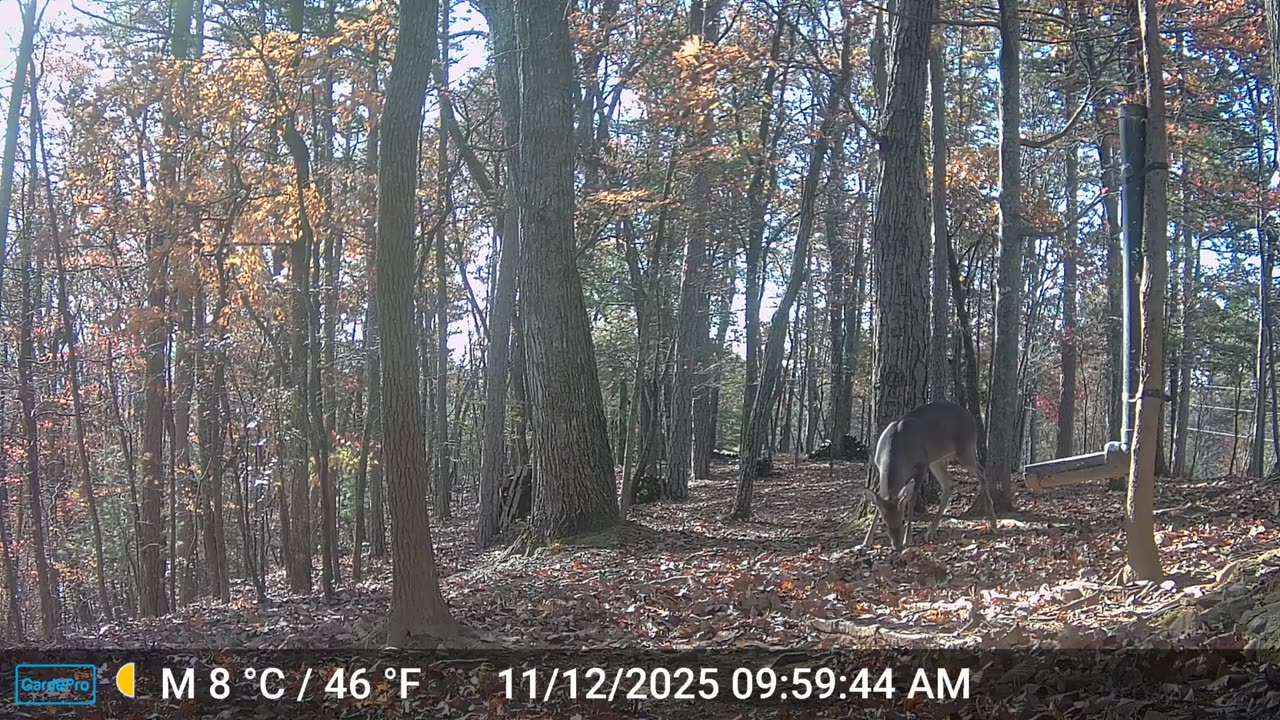 The Woods – 11/12/2025