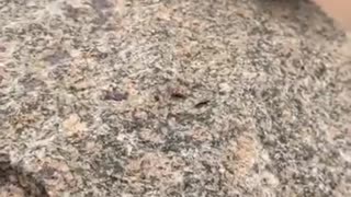 💥🛠️ Ukraine Russia War | Ukrainian Improvised Directional Landmine Using Ammunition Cans | RCF