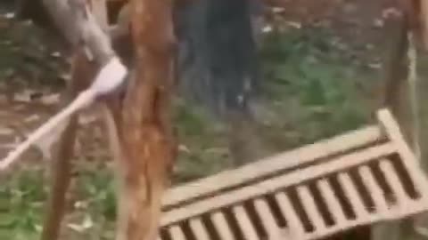 funny animal entertainment