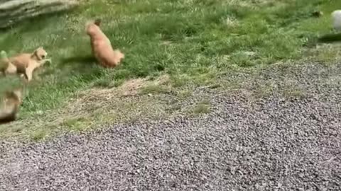 Fearless Cats…Cat Hisses at Tiger!