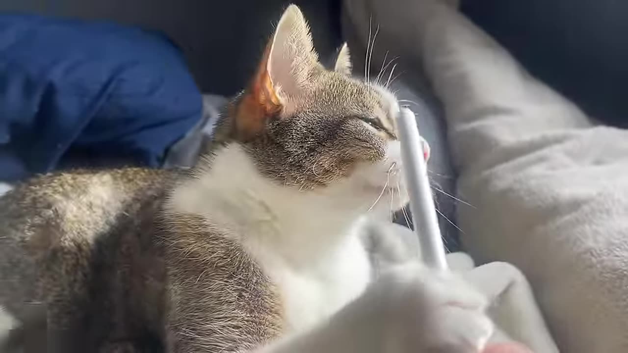 play fighting with my weird and crazy ass cat