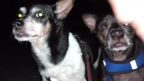 Villanova ChaCha Kiko on doggie walk at midway rest area Villanova's putting weight on leg2025901460