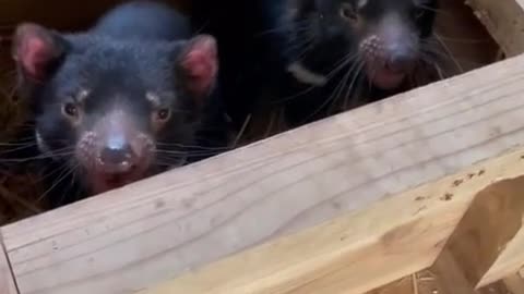 Ferocious white crested bear cubs?