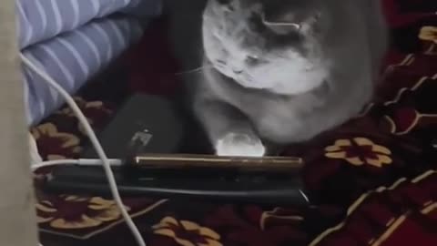🤩🐱 You Won't Believe What This Cool Cat Discovers on TikTok! | FunFM