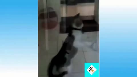 Funny animals in funny situations Compilation