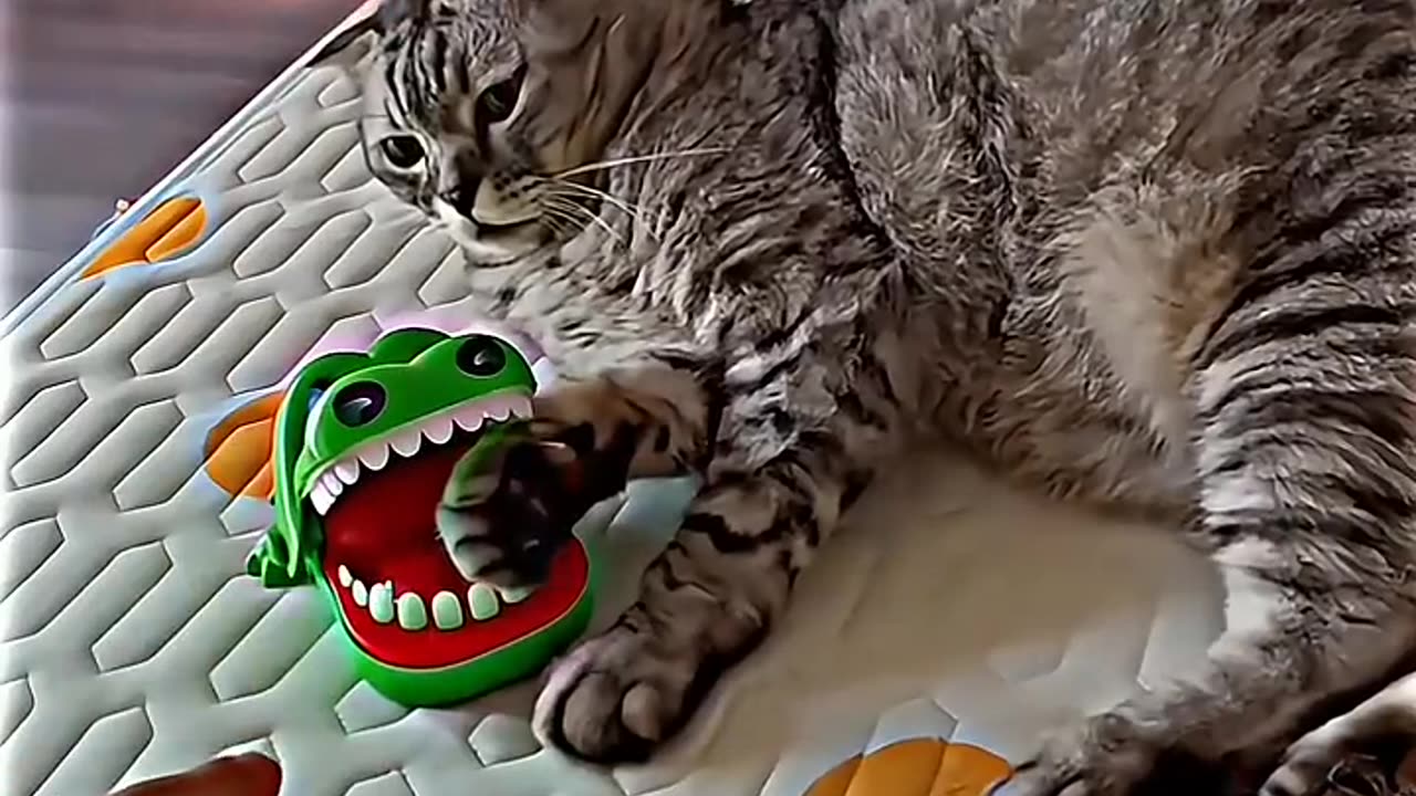 animalsدنیای animals that