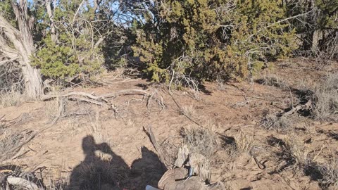 Back in the Magdalena mountains