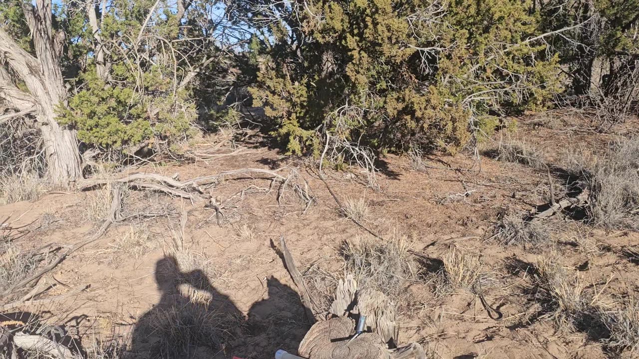 Back in the Magdalena mountains