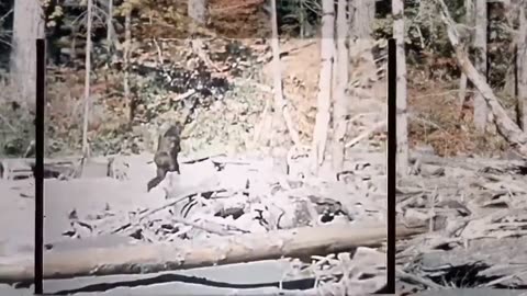 Vintage Bigfoot Footage Stabilized
