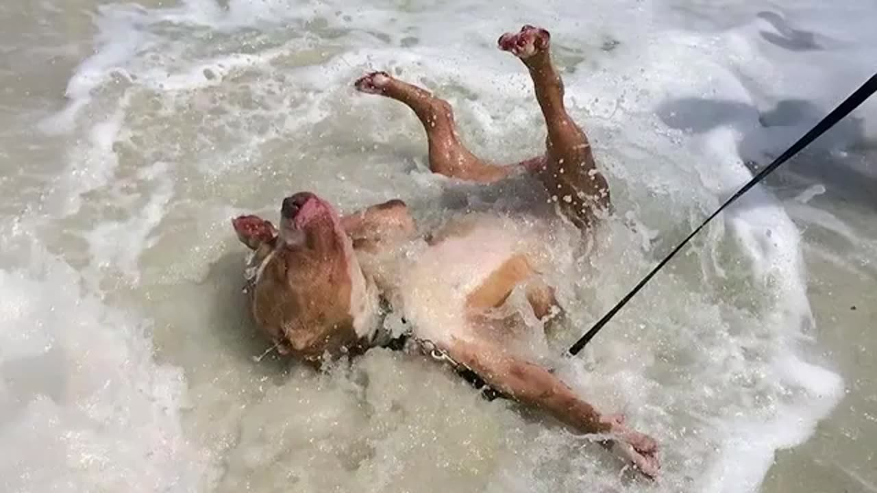 Dogs obsessed with water but always failing unexpectedly 😂