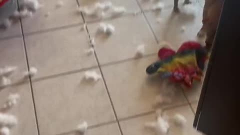 My Dog Made a Mess with a Plush Toy – Câinele Meu a Făcut Dezastru cu Jucăria de Plus! 🧸🐶💥