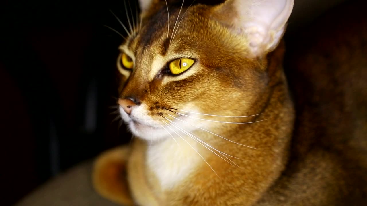 Cat with yellow eyes close up