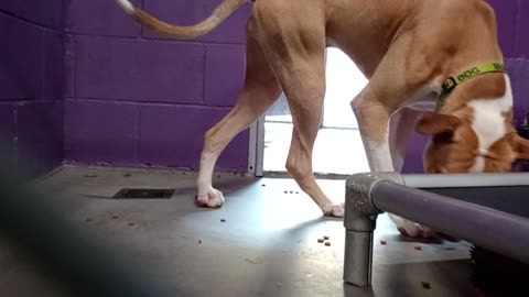 Kuma 1y Pet Id 948375 kennel 24 HSSAZ shelter blind, always try gettin his nose involved20250801408