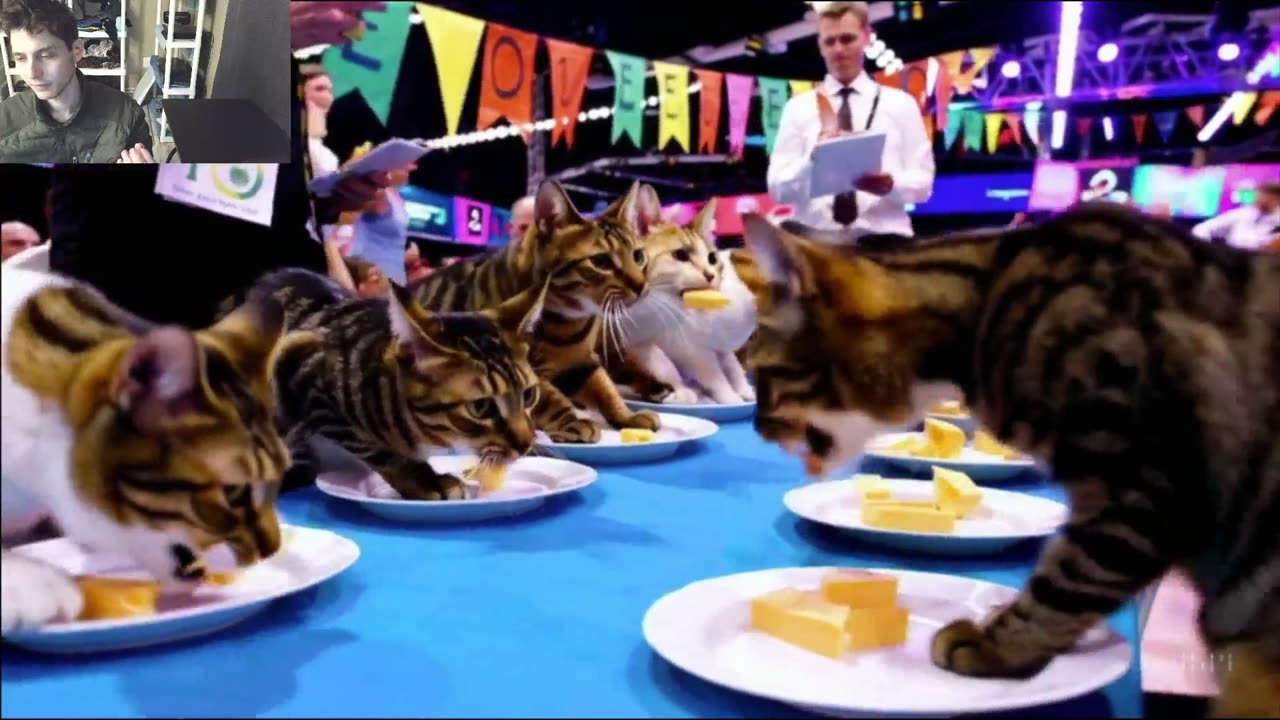 The Cats Attempt The Vegan Cheese Eating Contest Fake Funny Parody Video With Live Commentary