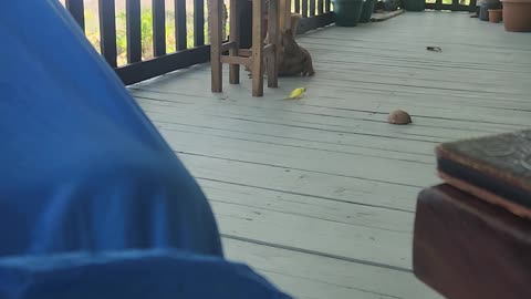 This little guy hung out for awhile