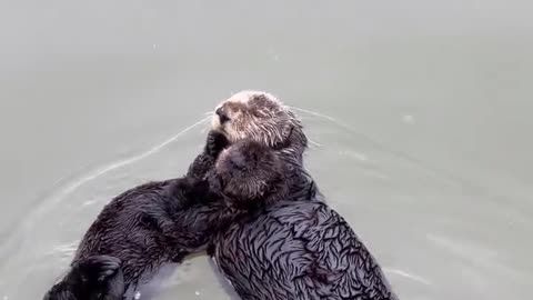 Mom and baby sea otter 🦦😍