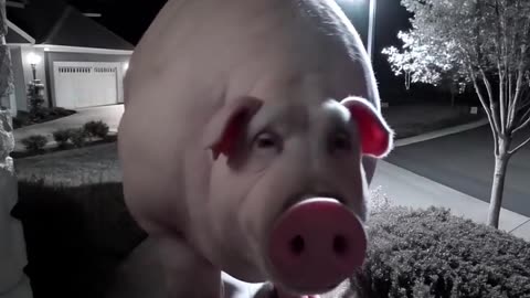 Huge pig caught on CCTV