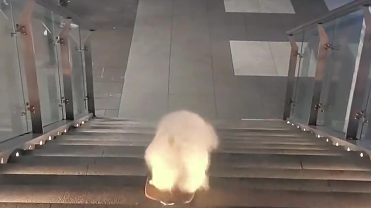 This dog playing skateboarding amazed everyone