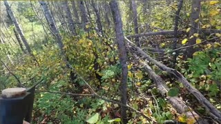 Canadian Wilderness_ Making Noise & Hakuna Matata Philosophy! #livingoffgrid
