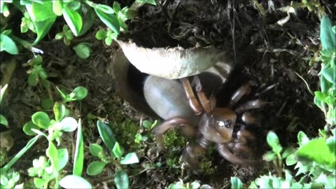 Trapdoor Spider Exposed And Visited By A Reptile
