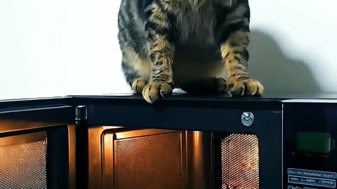 TAIGER Magic Cat #aicat