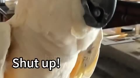 Funny_parrots_🦜😆_#funny_#funnyanimals_#parrots