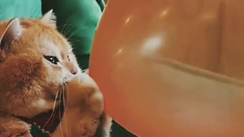 Cat blowing a 🎈🎈 balloon