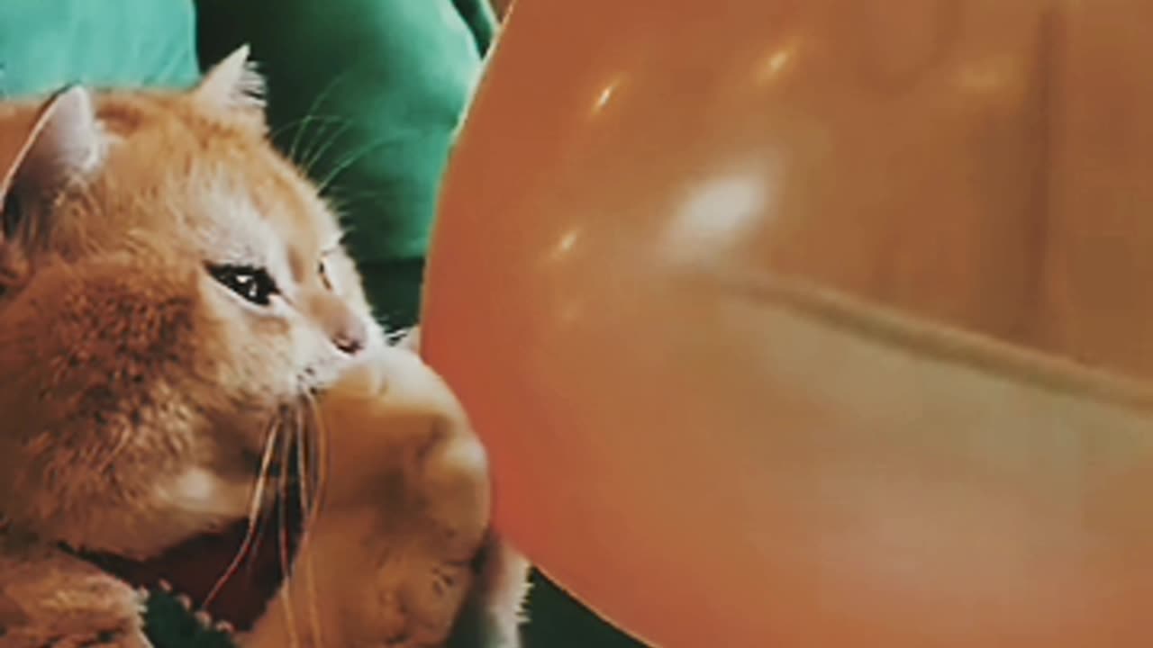 Cat blowing a 🎈🎈 balloon