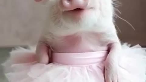 Mini Pig Dances to the Beat — You Won’t Believe How Cute This Is!