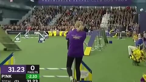 Perfect Border Collie competition performance｜邊界牧羊犬的完美比賽表現
