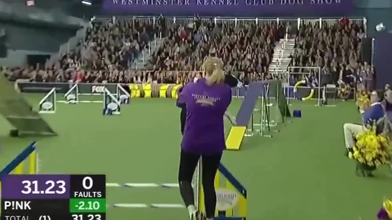 Perfect Border Collie competition performance|邊界牧羊犬的完美比賽表現