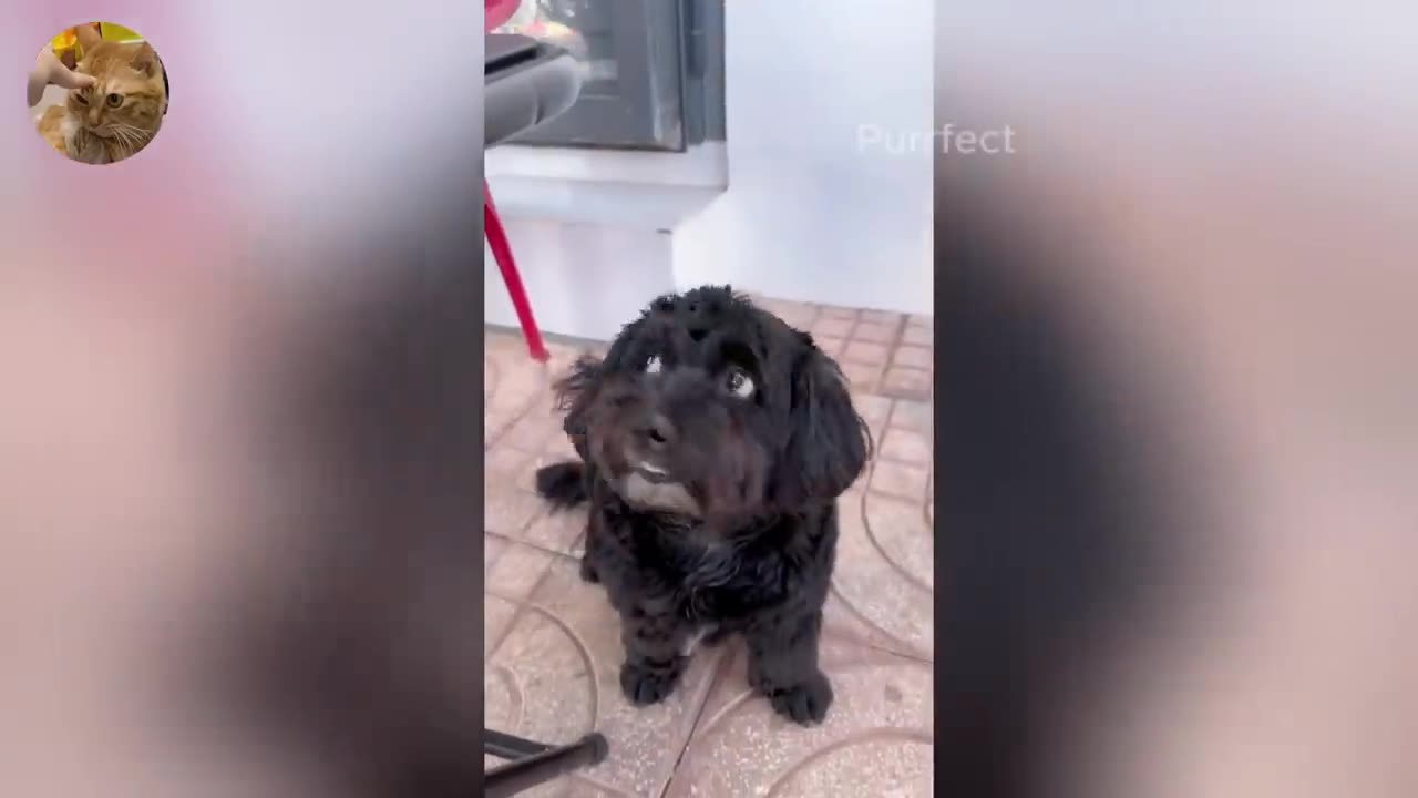 Funny animal
