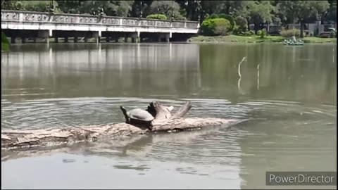 Encountering Turtles in the Park: A Close-Up Look at These Fascinating Creatures