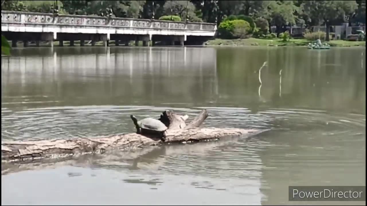 Encountering Turtles in the Park: A Close-Up Look at These Fascinating Creatures
