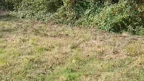 Sunday's Ramblin' Rantin' Sermon from #TheFreeRepublicOfTexas