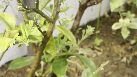 Pomelo Plant Adjusted After Transplant & Started Flowering